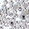 144 Pieces SS40 / 8mm Clear Crystal Flat Back Brilliant Round Rhinestones Glass Stones Glitter Gems Transparent Faux Diamond (Clear)